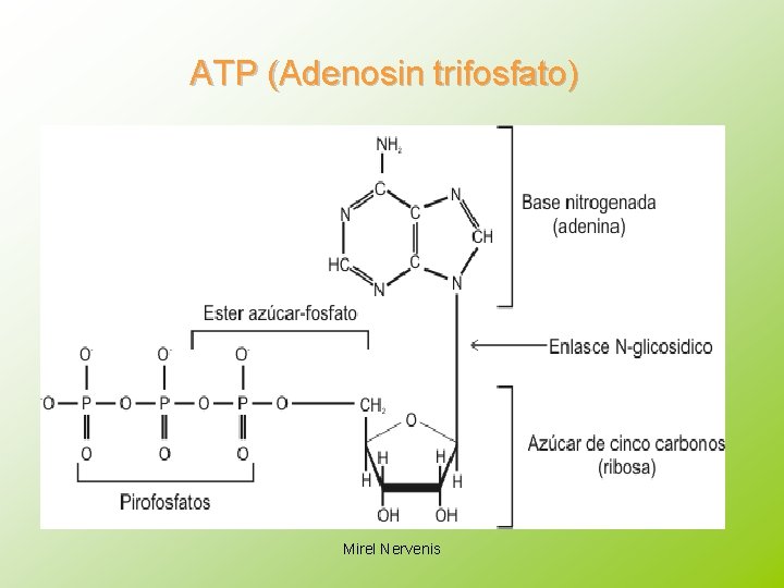 ATP (Adenosin trifosfato) Mirel Nervenis 
