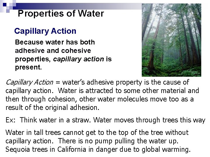 Properties of Water Capillary Action Because water has both adhesive and cohesive properties, capillary