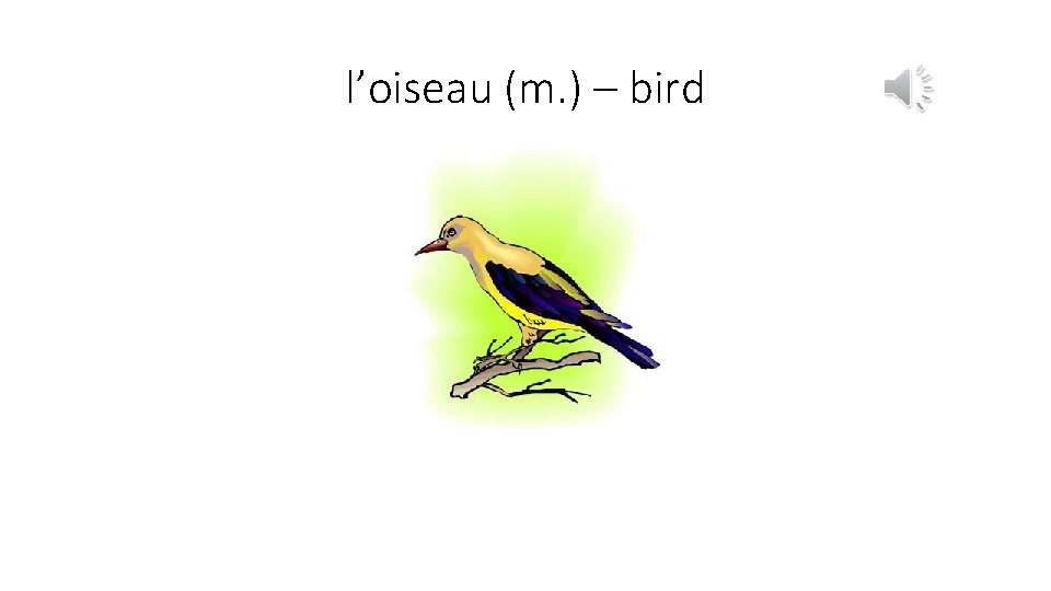 l’oiseau (m. ) – bird 