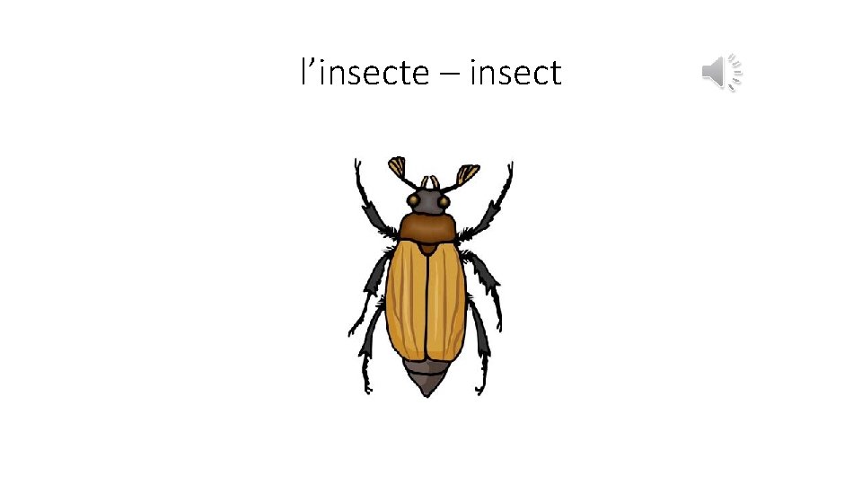 l’insecte – insect 