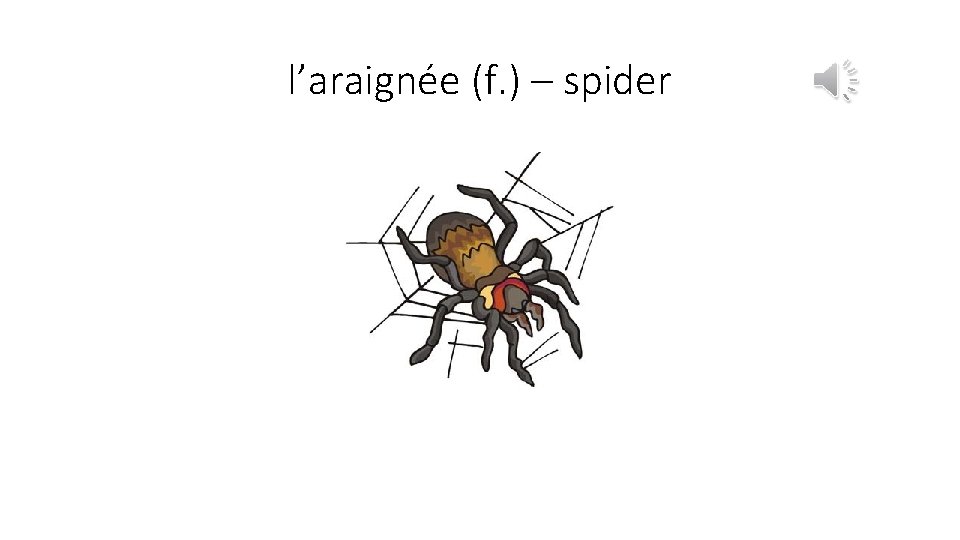 l’araignée (f. ) – spider 