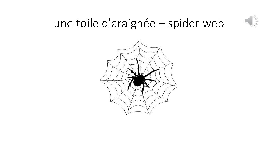 une toile d’araignée – spider web 