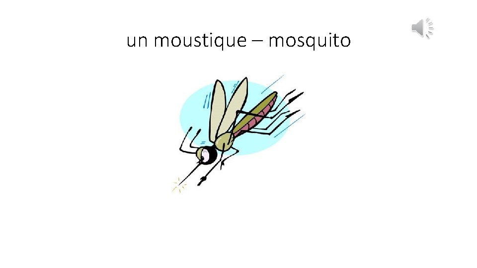 un moustique – mosquito 