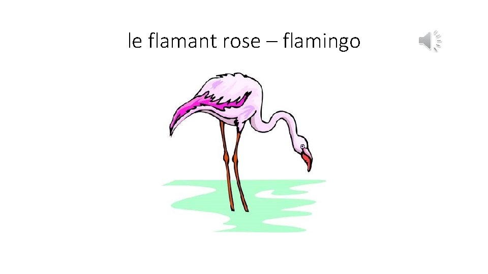 le flamant rose – flamingo 