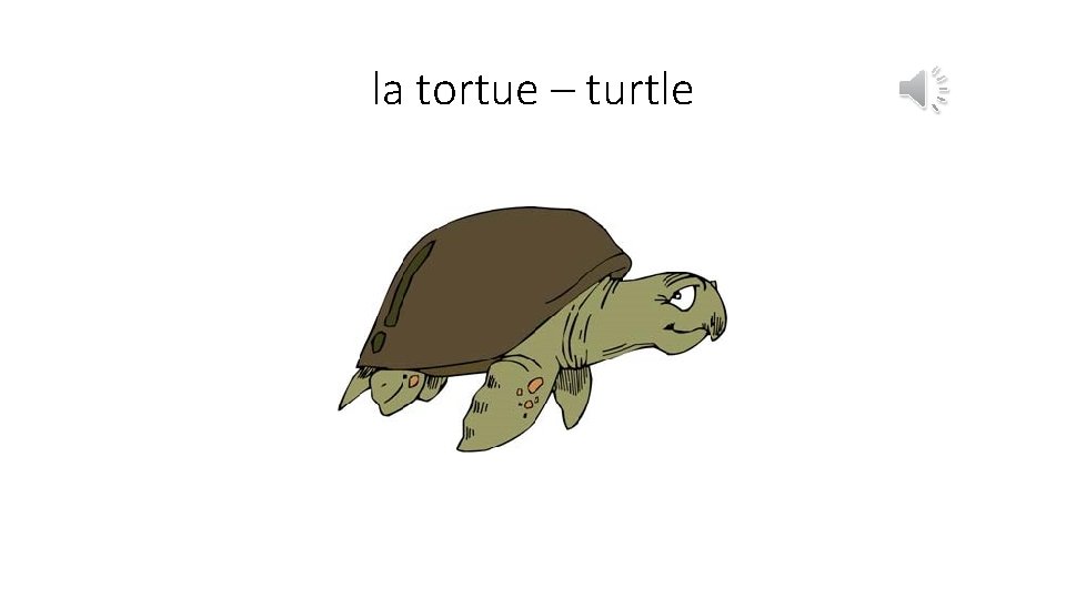 la tortue – turtle 