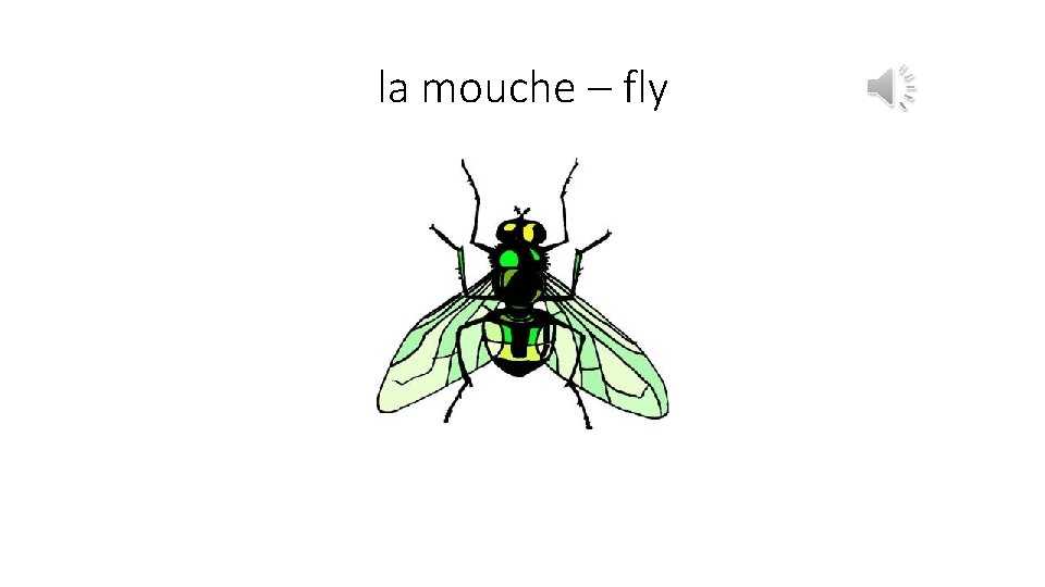 la mouche – fly 