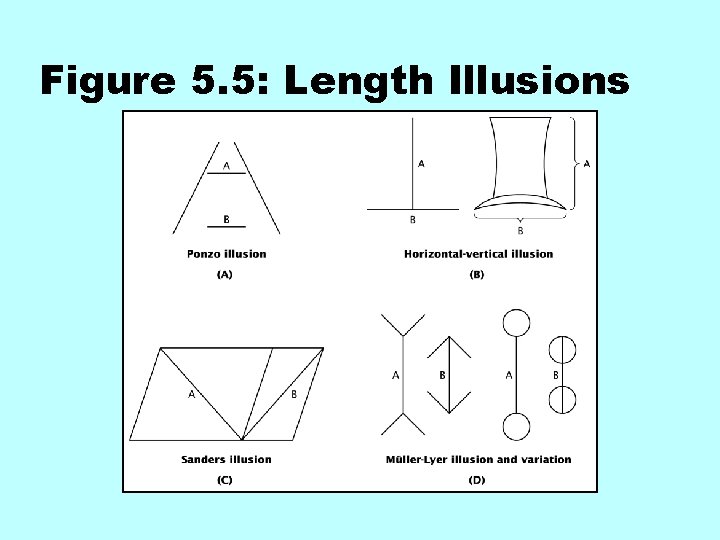 Figure 5. 5: Length Illusions 