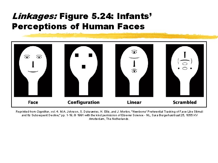 Linkages: Figure 5. 24: Infants’ Perceptions of Human Faces Reprinted from Cognition, vol. 4.