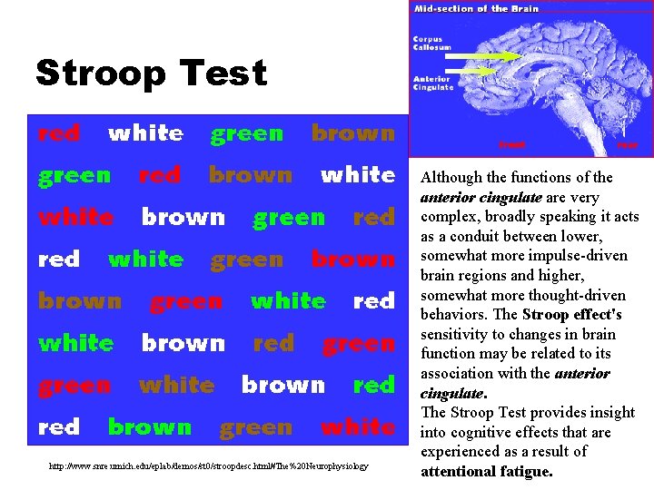 Stroop Test http: //www. snre. umich. edu/eplab/demos/st 0/stroopdesc. html#The%20 Neurophysiology Although the functions of