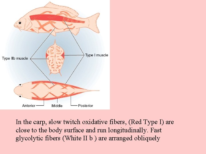 In the carp, slow twitch oxidative fibers, (Red Type I) are close to the