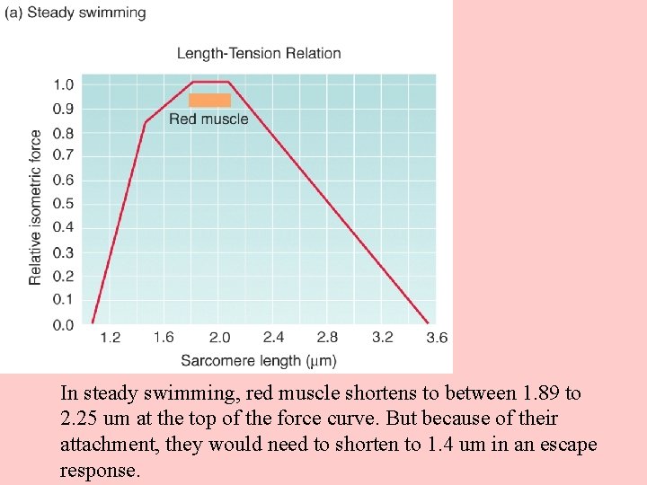 In steady swimming, red muscle shortens to between 1. 89 to 2. 25 um