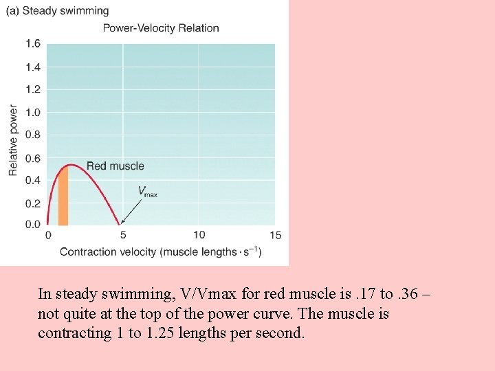 In steady swimming, V/Vmax for red muscle is. 17 to. 36 – not quite