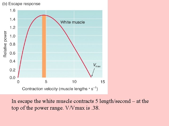 In escape the white muscle contracts 5 length/second – at the top of the