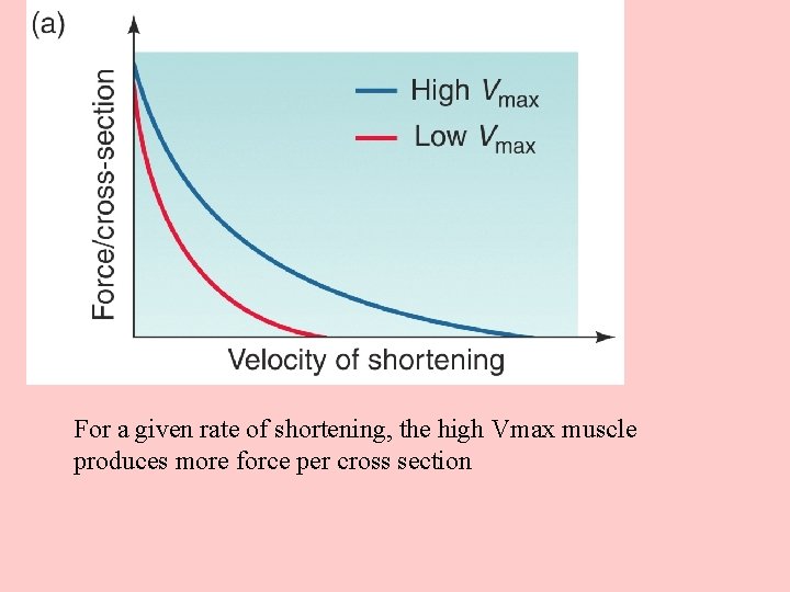 For a given rate of shortening, the high Vmax muscle produces more force per