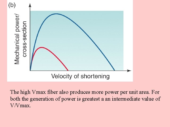 The high Vmax fiber also produces more power per unit area. For both the