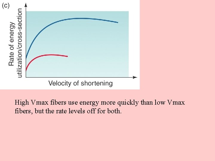High Vmax fibers use energy more quickly than low Vmax fibers, but the rate