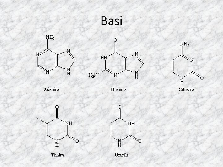 Basi 