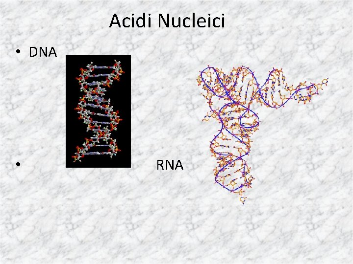 Acidi Nucleici • DNA • RNA 