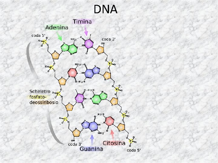 DNA 