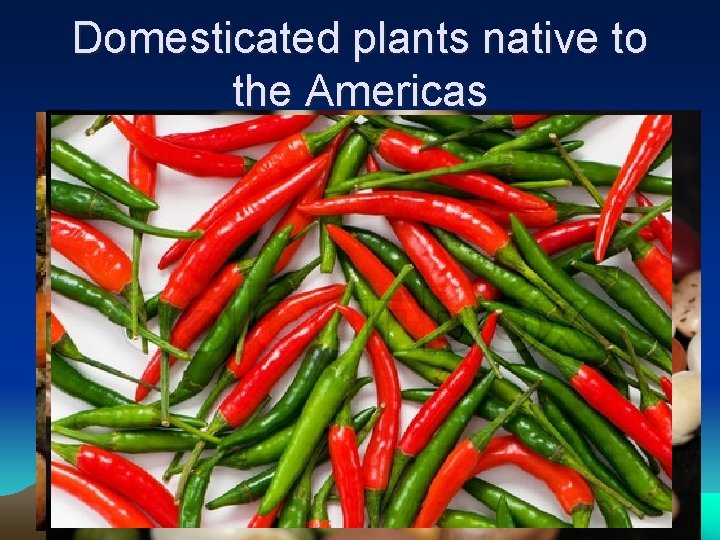 Domesticated plants native to the Americas 