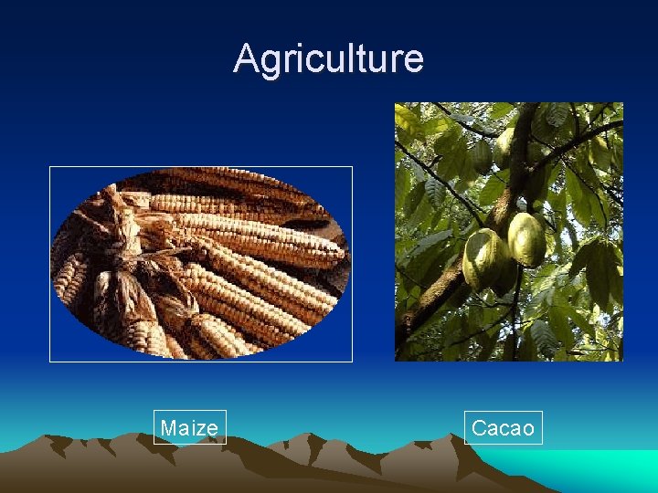 Agriculture Maize Cacao 