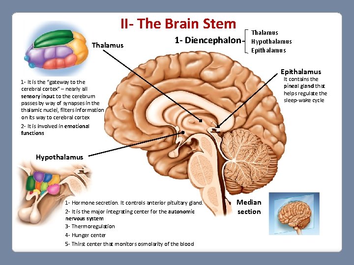 II- The Brain Stem Thalamus 1 - Diencephalon Thalamus Hypothalamus Epithalamus It contains the