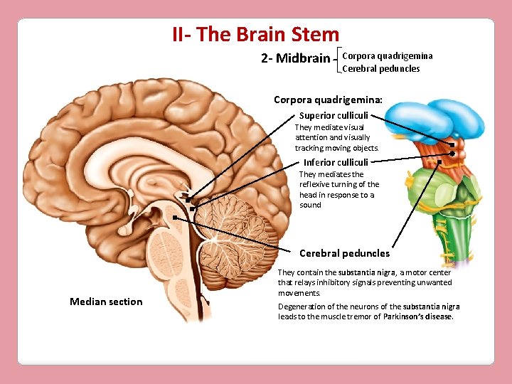 II- The Brain Stem 2 - Midbrain Corpora quadrigemina Cerebral peduncles Corpora quadrigemina: Superior