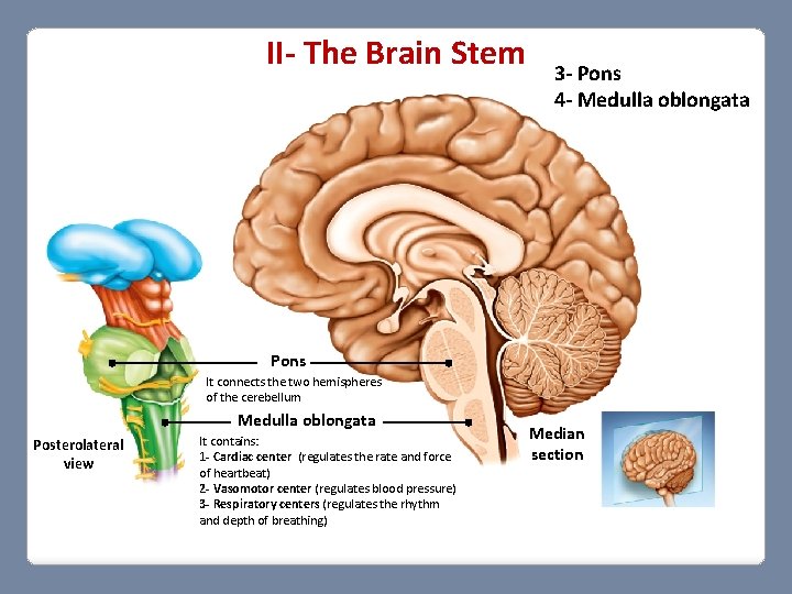 II- The Brain Stem 3 - Pons 4 - Medulla oblongata Pons It connects