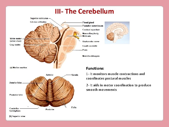 III- The Cerebellum Functions: 1 - It monitors muscle contractions and coordinates postural muscles