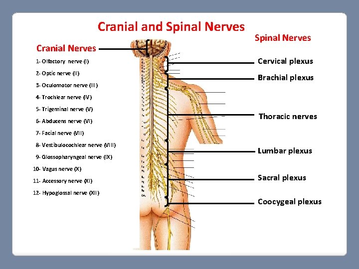 Cranial and Spinal Nerves Cranial Nerves Spinal Nerves 1 - Olfactory nerve (I) Cervical