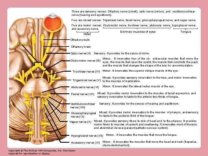Three are sensory nerves: Olfactory nerve (smell), optic nerve (vision), and vestibulocochlear nerve (hearing