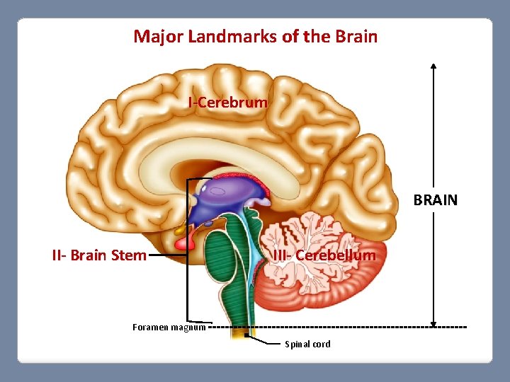 Major Landmarks of the Brain I-Cerebrum BRAIN II- Brain Stem III- Cerebellum Foramen magnum