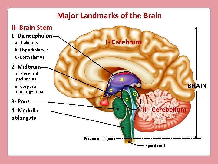 Major Landmarks of the Brain II- Brain Stem 1 - Diencephalon a-Thalamus b- Hypothalamus
