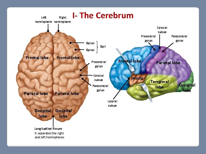 Left Right hemisphere I- The Cerebrum Central sulcus Gyrus Frontal lobe Gyri Frontal lobe