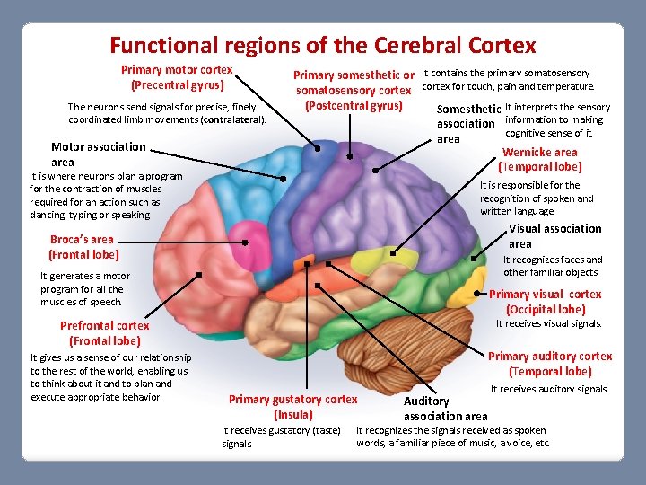 Functional regions of the Cerebral Cortex Primary motor cortex (Precentral gyrus) The neurons send