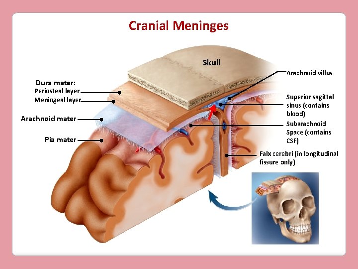 Cranial Meninges Skull Arachnoid villus Dura mater: Periosteal layer Meningeal layer Arachnoid mater Pia