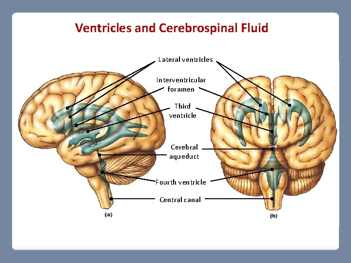 Ventricles and Cerebrospinal Fluid Lateral ventricles Interventricular foramen Third ventricle Cerebral aqueduct Fourth ventricle