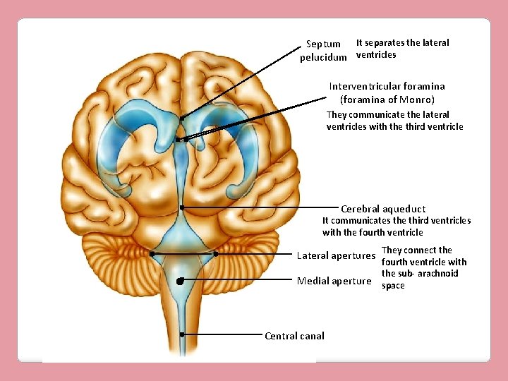 Septum It separates the lateral pelucidum ventricles Interventricular foramina (foramina of Monro) They communicate