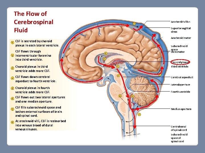 The Flow of Cerebrospinal Fluid CSF is secreted by choroid plexus in each lateral