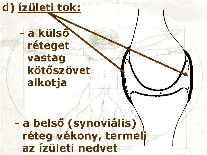 d) ízületi tok: - a külső réteget vastag kötőszövet alkotja - a belső (synoviális)