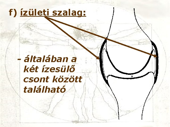 f) ízületi szalag: - általában a két ízesülő csont között található 