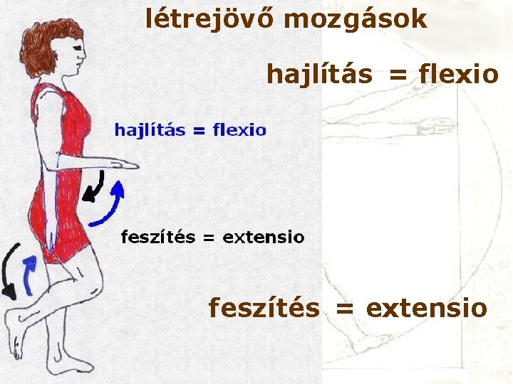 létrejövő mozgások hajlítás = flexio feszítés = extensio 