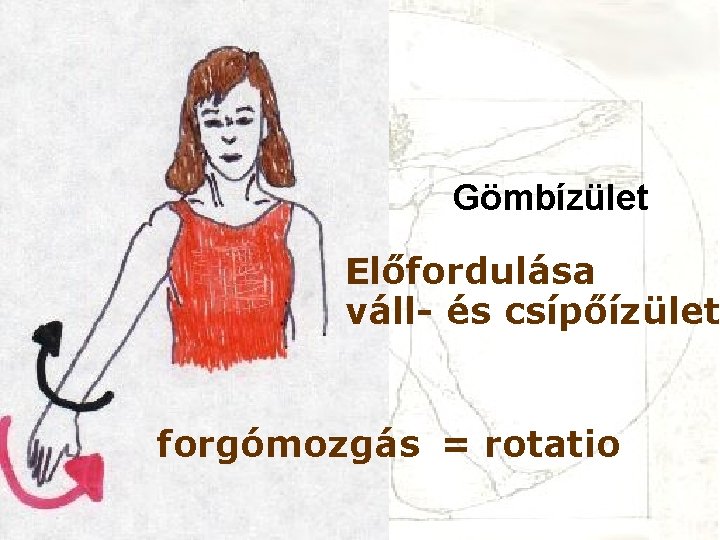 Gömbízület Előfordulása váll- és csípőízület forgómozgás = rotatio 