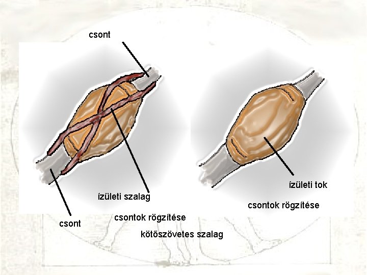 csont ízületi tok ízületi szalag csontok rögzítése kötőszövetes szalag csontok rögzítése 