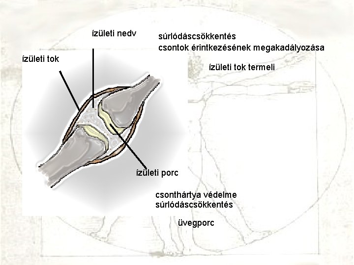 ízületi nedv súrlódáscsökkentés csontok érintkezésének megakadályozása ízületi tok termeli ízületi porc csonthártya védelme súrlódáscsökkentés
