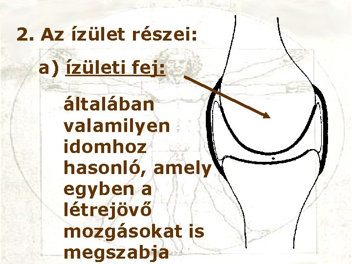 2. Az ízület részei: a) ízületi fej: általában valamilyen idomhoz hasonló, amely egyben a