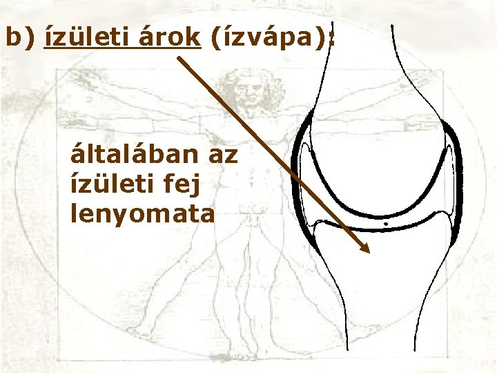 b) ízületi árok (ízvápa): általában az ízületi fej lenyomata 