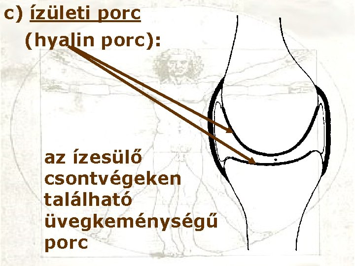 c) ízületi porc (hyalin porc): az ízesülő csontvégeken található üvegkeménységű porc 