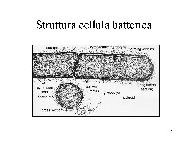 Struttura cellula batterica 12 