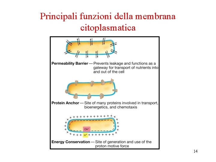 Principali funzioni della membrana citoplasmatica 14 